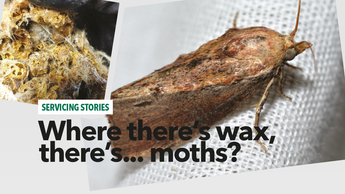 where theres wax theres moths independent pest